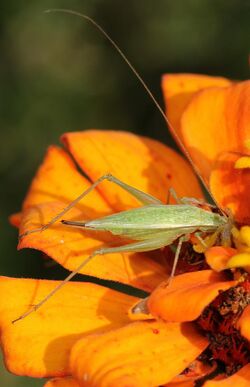 An image of Four-spotted Tree Cricket from Virginia
