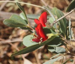 Gastrolobium grandiflorum flower.jpg