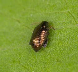 Geloptera sp. (14333060420).jpg