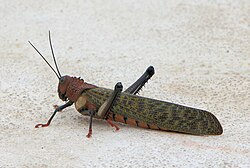 Giant Grasshopper Tropidacris cristata.jpg