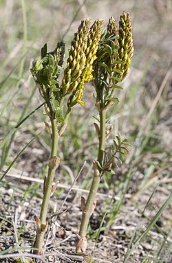 Glycyrrhiza flavescens - Yellow licorice - Sarı meyan 02.jpg
