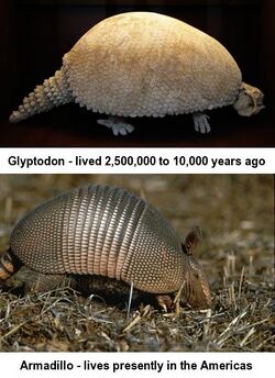 Glyptodon-Armadillo.jpg