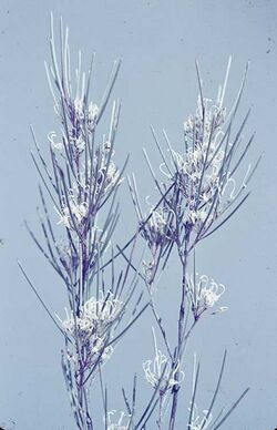 Grevillea acacioides.jpg