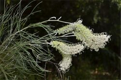 Grevillea albiflora.jpg