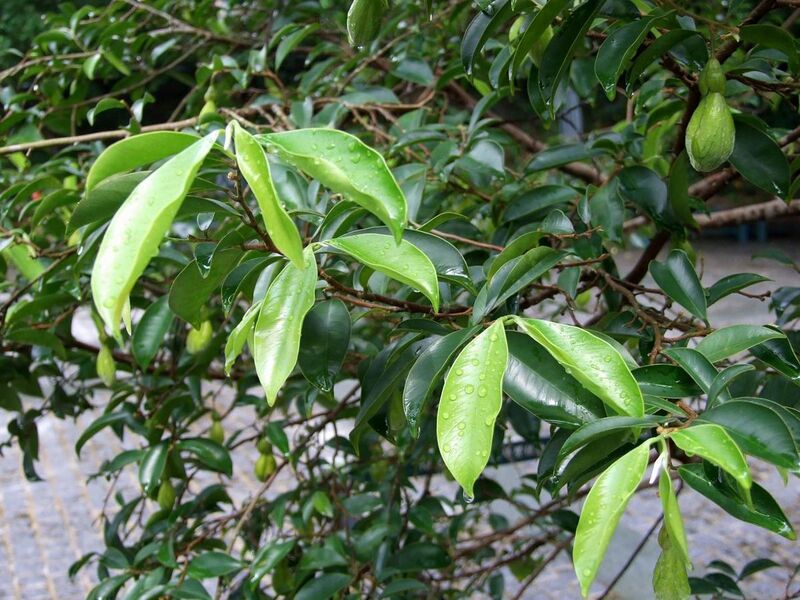File:HK Aquilaria sinensis Leaves.JPG