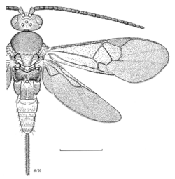 HYME Braconidae Dolichogenidea tasmanica.png