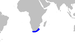 Halaelurus natalensis distmap.png