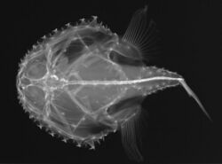 Halieutichthys aculeatus X-ray.jpg