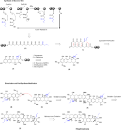 Hibarimicinone Biosynthesis.svg