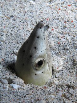 Highfin snake eel burrowed in the sand.JPG