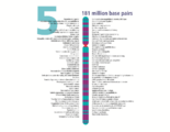 Human chromosome 05 from Gene Gateway - with label.png