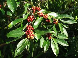 Ilex mitis - Cape Holly tree - berries detail 3.JPG