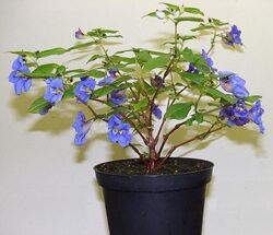 Impatiens NamchabarweImpatiens nsis1ny.JPG