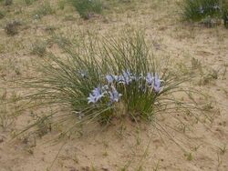 Iris tenuifolia; Baikonur 004.jpg