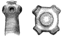 Diagram illustrating the head of the pork tapeworm, Taenia solium