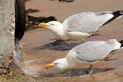 Larus argentatus drinking.jpg