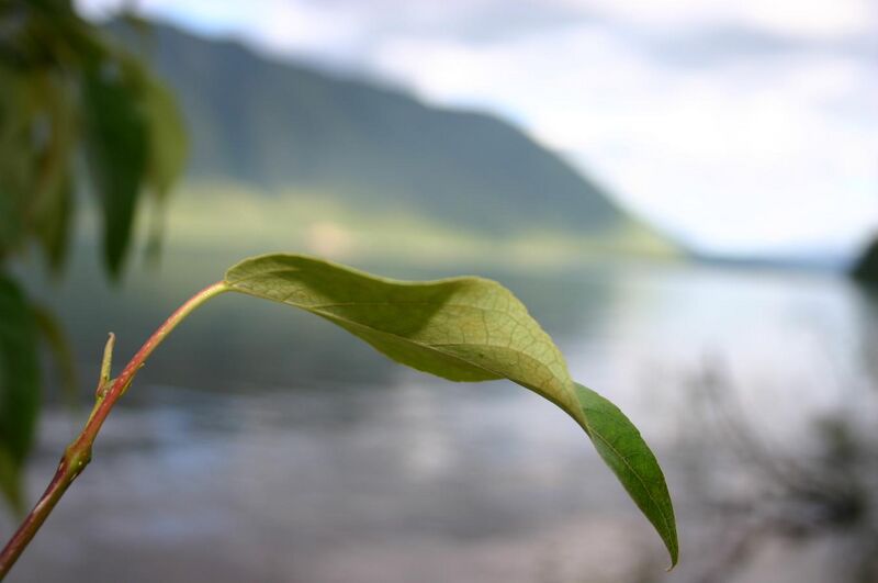 File:Leaf at Rocky Point of McDonald Lake.jpg