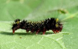 Least Hypocrisias Caterpillar (37482607041).jpg