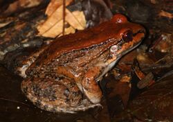 Leptodactylus rhodonotus.jpg