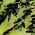 Lestes parvidens - mužjak 2.jpg