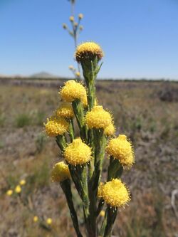 Leucadendron corymbosum 15140399.jpg