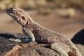 Lizard, Southern Namibia.jpg