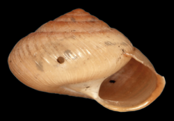 Lucidella sp from Dominica.png