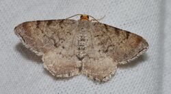 Macaria minorata - Minor Angle Moth (15056091282).jpg