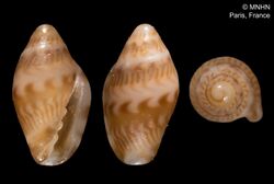 Marginella anna (MNHN-IM-2000-34309).jpeg