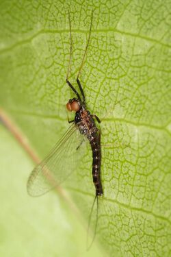 Mayfly - atalophlebia.jpg