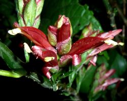 Metarungia pubinervia, Hillcrest, KwaZulu-Natal, a.jpg