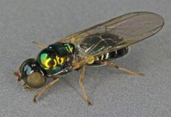 Microchrysa cyaneiventris, Trawscoed, North Wales, July 2012 (17298670708).jpg