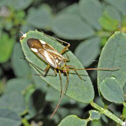 Miridae - Adelphocoris lineolatus.jpg