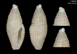 Mitromorpha kilburni (MNHN-IM-2000-3040).jpeg