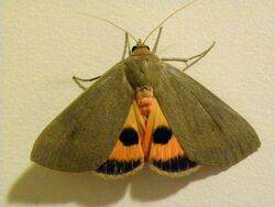 Moth Cardamyla carinentalis2 (Public Domain).JPG