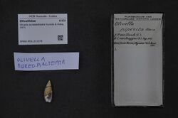 Naturalis Biodiversity Center - RMNH.MOL.211575 - Olivella aureobalteata Kuroda & Habe, 1971 - Olivellidae - Mollusc shell.jpeg