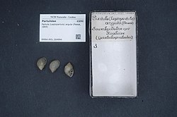 Naturalis Biodiversity Center - RMNH.MOL.264994 - Partula (Leptopartula) arguta (Pease, 1864) - Partulidae - Mollusc shell.jpeg