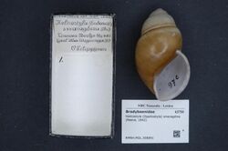 Naturalis Biodiversity Center - RMNH.MOL.308891 - Helicostyla (Opalliostyla) smaragdina (Reeve, 1842) - Bradybaenidae - Mollusc shell.jpeg