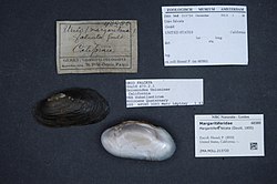 Naturalis Biodiversity Center - ZMA.MOLL.213720 - Margaritifera falcata (Gould, 1850) - Margaritiferidae - Mollusc shell.jpeg
