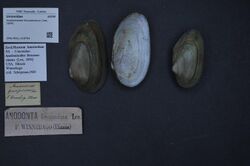 Naturalis Biodiversity Center - ZMA.MOLL.418794 - Anodontoides ferussacianus (Lea, 1834) - Unionidae - Mollusc shell.jpeg