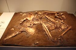 Neanderthal Burial, Cast (42496831584).jpg