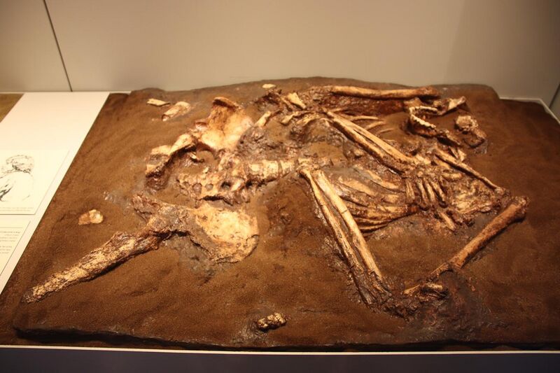 File:Neanderthal Burial, Cast (42496831584).jpg