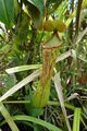 Nepenthes ramos upper pitcher.jpg