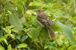 Nesotriccus ridgwayi 132039438.jpg