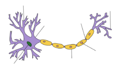 Neuron Hand-tuned.svg