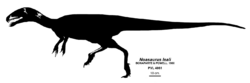 Noasaurus leali skeletal diagram.png