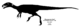 Noasaurus leali skeletal diagram.png