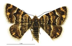 Notoreas chioneres female.jpg