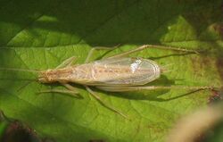 Oecanthus pellucens2.jpg