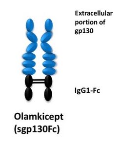 Olamkicept (sgp130Fc).jpg